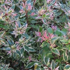 Abelia Grandiflora Confetti