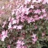 Clématite - Clematis Montana Freda