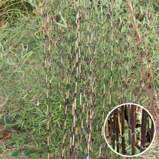 Fargesia Sp Jiuzhaigou Deep Purple - Bambou Non Traçant. -Fournitures Végétales Boutique Fargesia sp Jiuzhaigou Deep Purple 84901 1