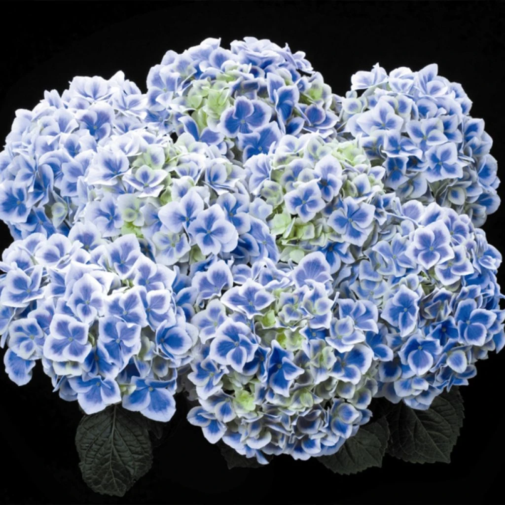 Hortensia - Hydrangea Macrophylla Beautensia Dali 1 Hortensia - Hydrangea Macrophylla Beautensia Dali