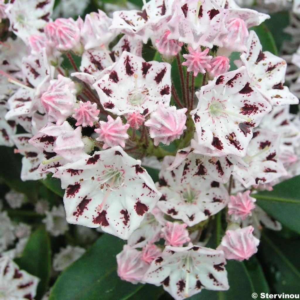 Kalmia Latifolia Windrose - Laurier Des Montagnes Blanc Et Brun Pourpré 1 Kalmia Latifolia Windrose - Laurier Des Montagnes Blanc Et Brun Pourpré
