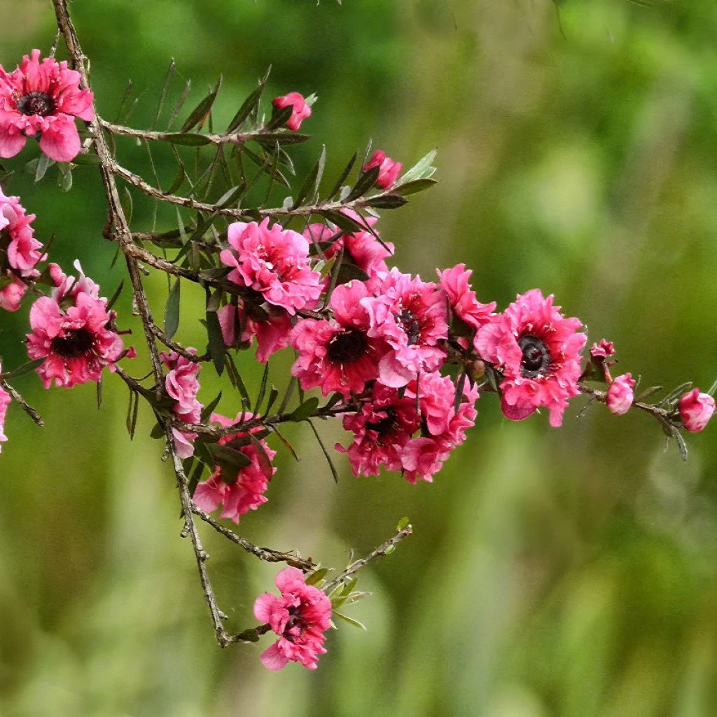 Leptospermum Scoparium Red Damask - Arbre à Thé 1 Leptospermum Scoparium Red Damask - Arbre à Thé