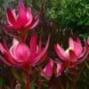 Leucadendron Fireglow
