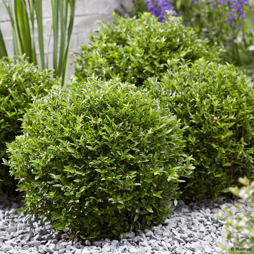 Lonicera Nitida Garden Clouds Green Breeze - Chèvrefeuille Arbustif 1 Lonicera Nitida Garden Clouds Green Breeze - Chèvrefeuille Arbustif