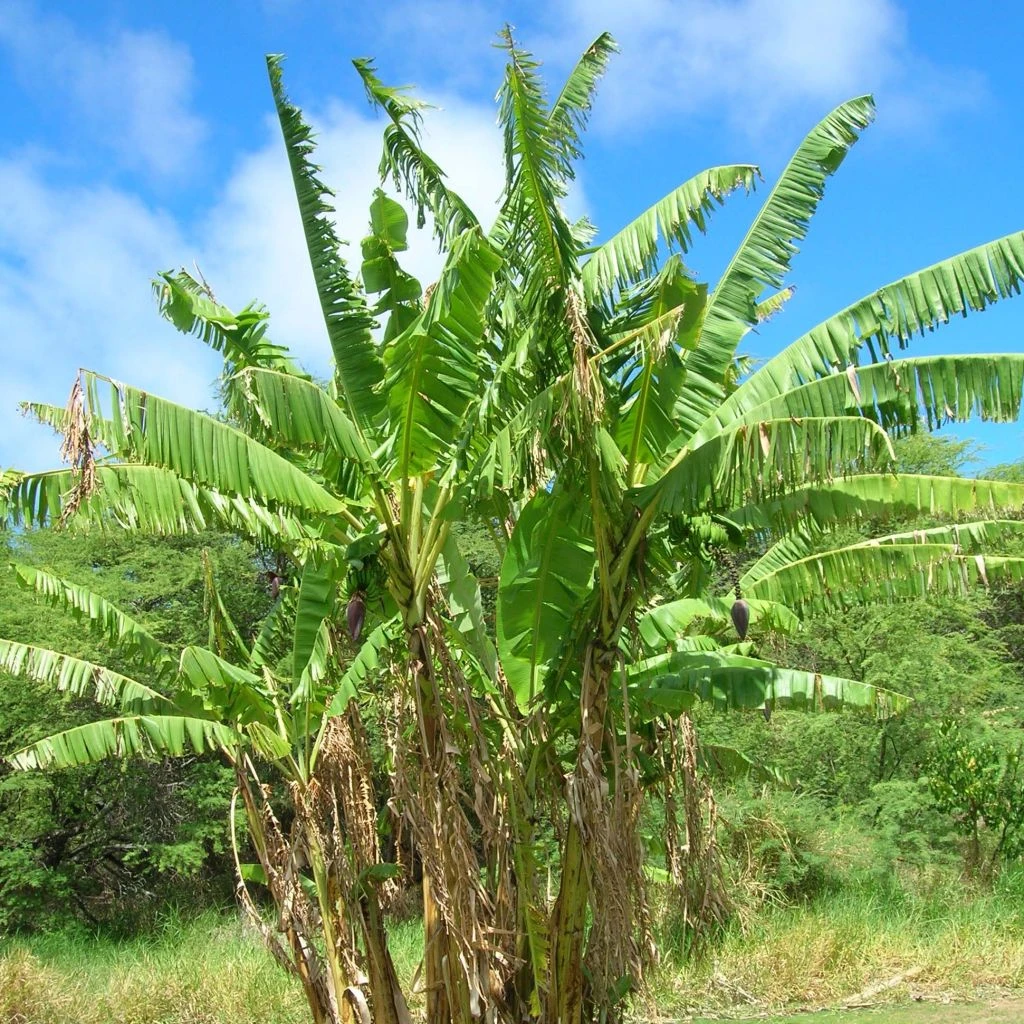 Musa Itinerans Mekong Giant - Bananier Voyageur 1 Musa Itinerans Mekong Giant - Bananier Voyageur