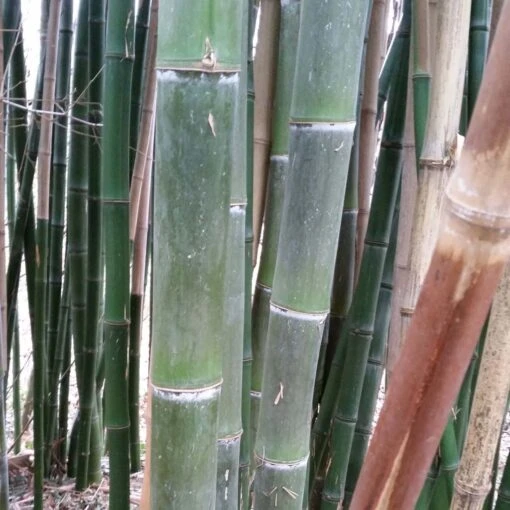 Phyllostachys Parvifolia - Bambou Géant -Fournitures Végétales Boutique Phyllostachys parvifolia 85246 3