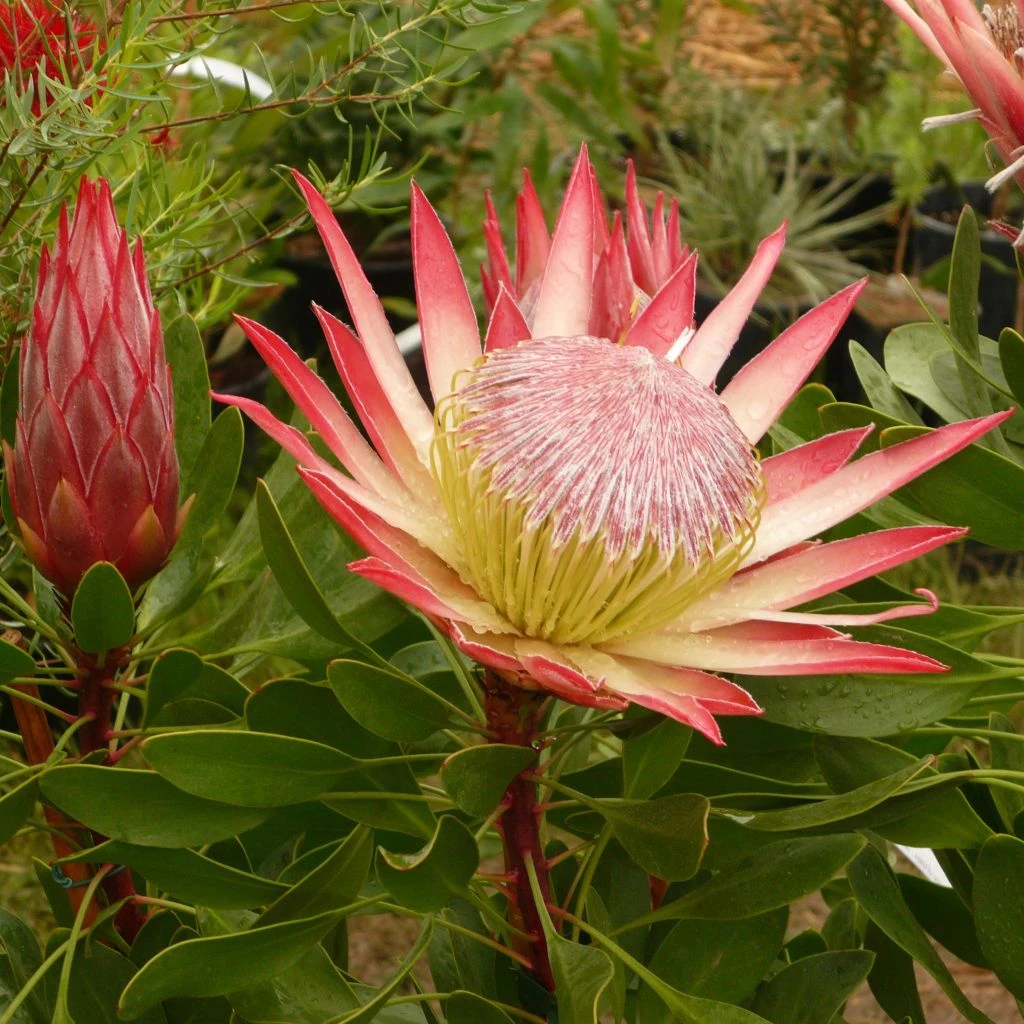 Protea Pink Crown - Protée Hybride 1 Protea Pink Crown - Protée Hybride