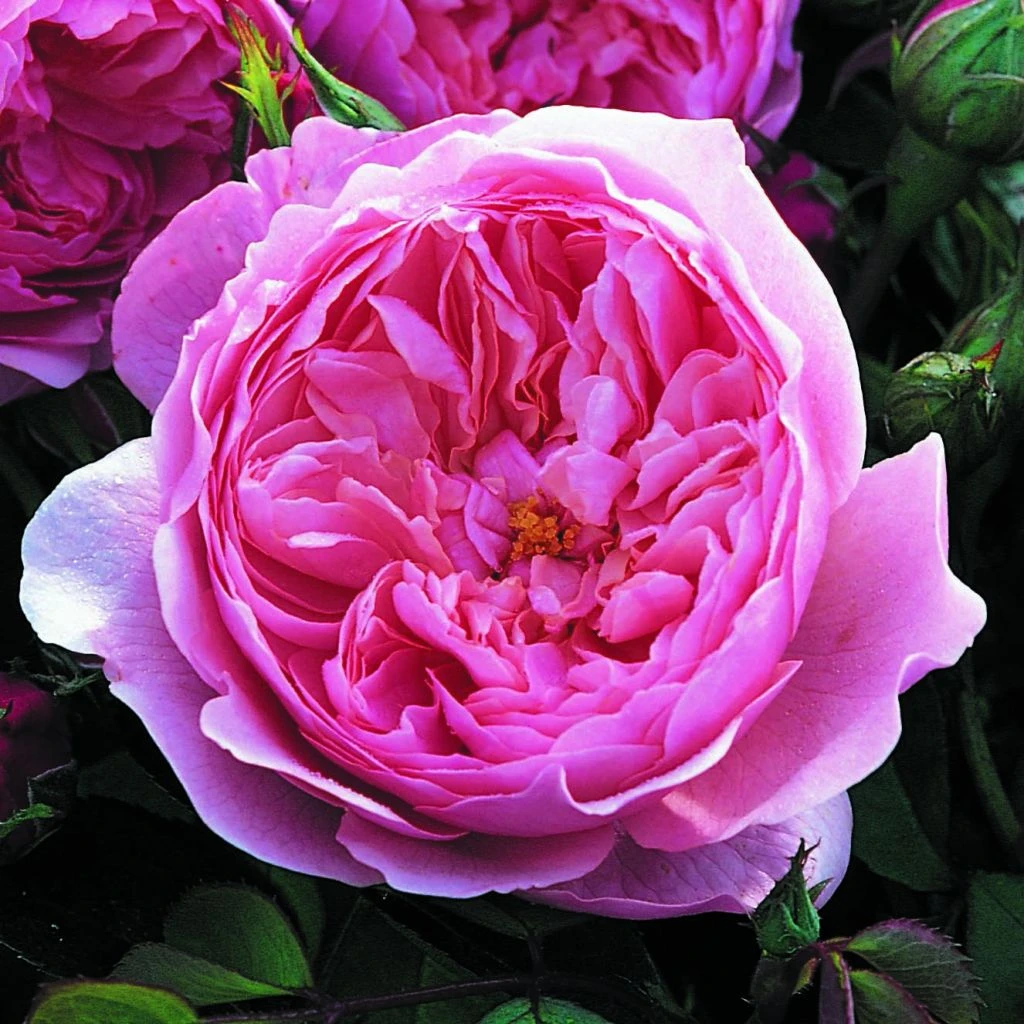 Rosier David Austin The Alnwick Rose 1 Rosier David Austin The Alnwick Rose