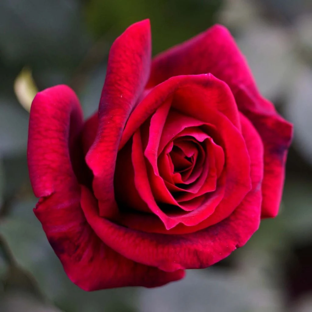 Rosier à Grandes Fleurs Papa Meilland 1 Rosier à Grandes Fleurs Papa Meilland