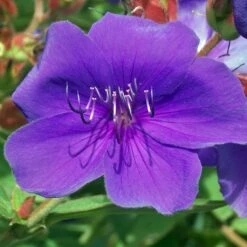 Tibouchina Groovy Baby - Tibouchina Nain