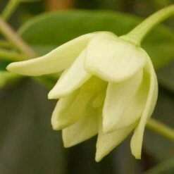 Holboellia Latifolia