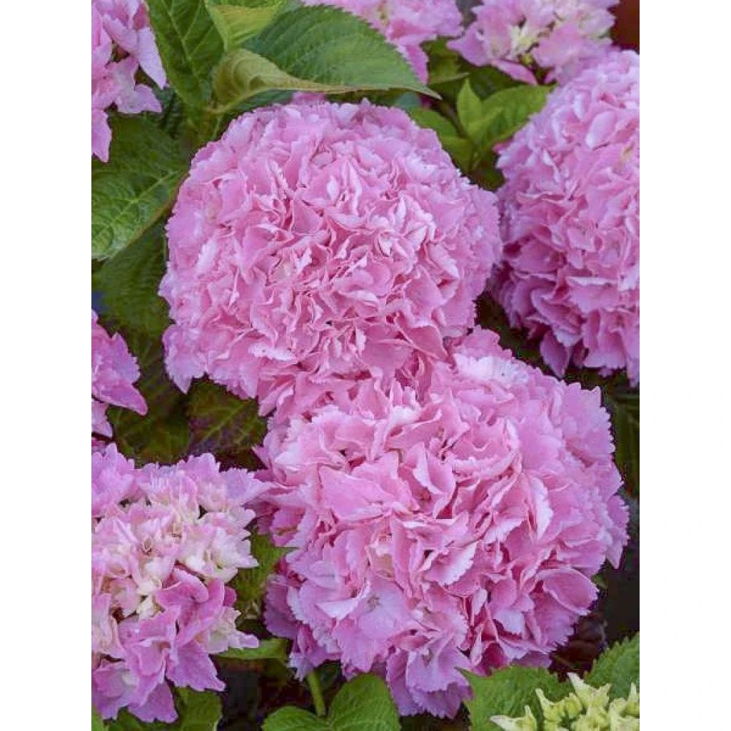 Hortensia - Hydrangea Macrophylla Big Data Pink 1 Hortensia - Hydrangea Macrophylla Big Data Pink