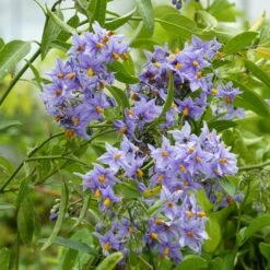 Solanum Crispum Glasnevin