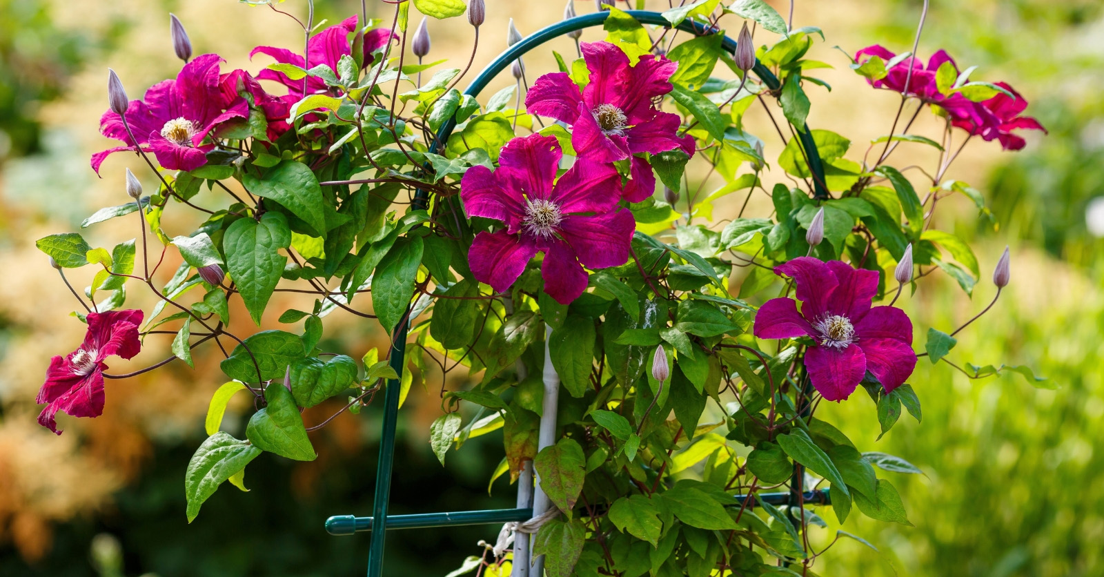 Fournitures Végétales Boutique -Fournitures Végétales Boutique 1